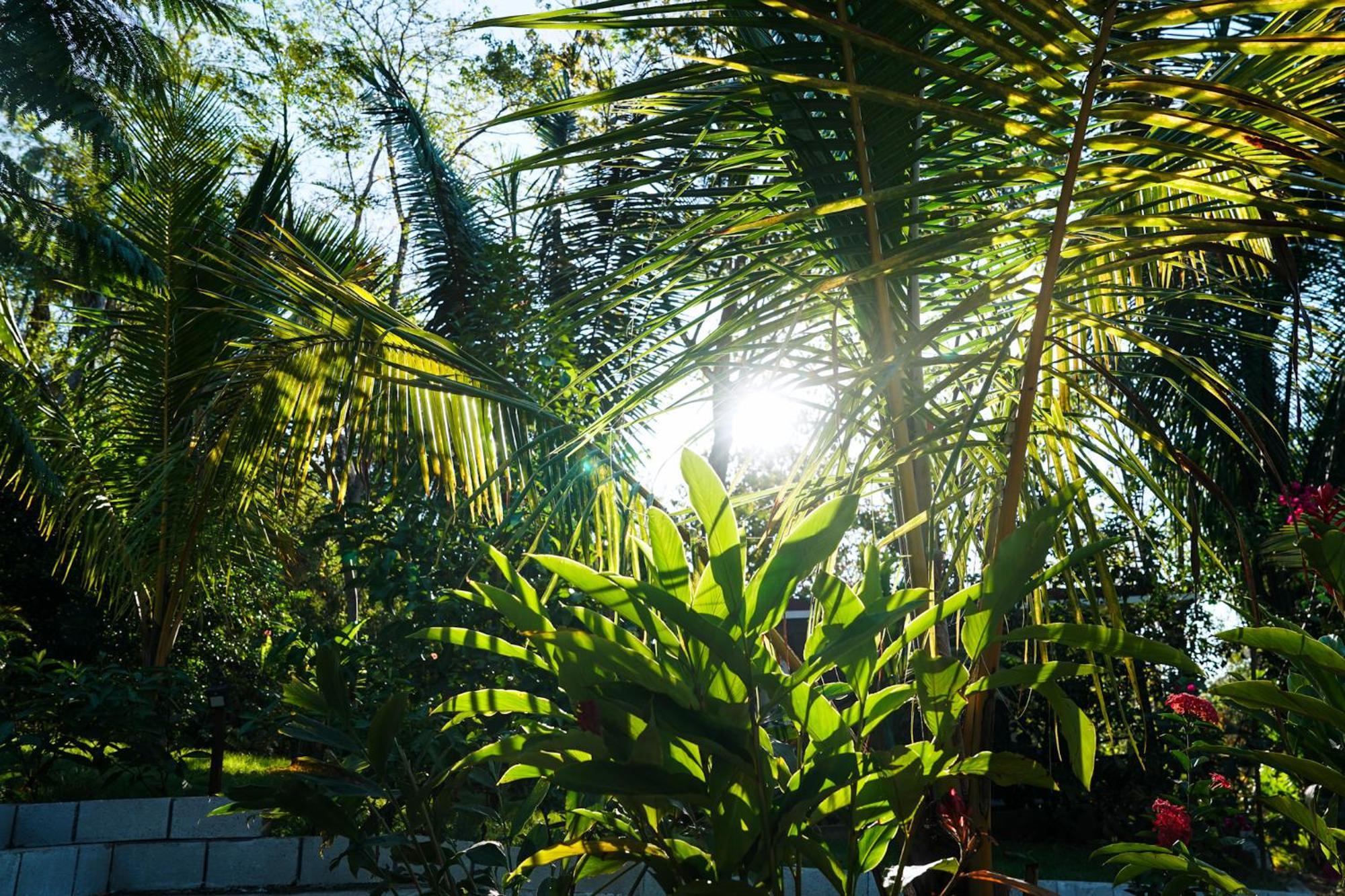 House In The Palm Forest Puerto Carrillo Extérieur photo